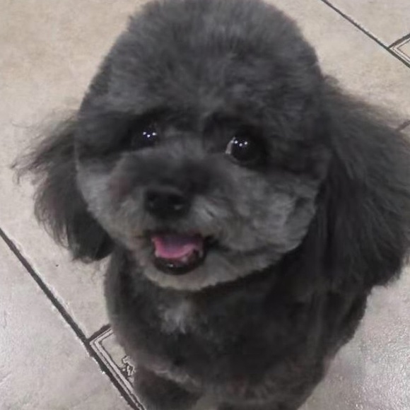 Meet your Posher, Frances - Picture 1 of 1